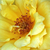 Žltá - Záhonová ruža - floribunda - Adson von Melk